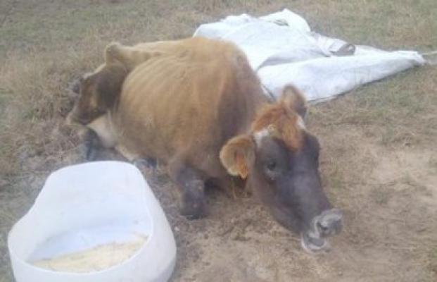 Răzbunare cumplită: Vacile unui crescător de animale din Săcele, otrăvite
